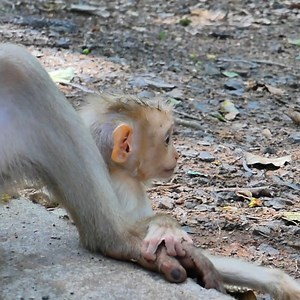 "Tiny mindfulness gurus reminding us: 'Be more monkey - snack often, nap hard, swing freely' 🧘🍌🐒 #JungleWellness" | Monkey love