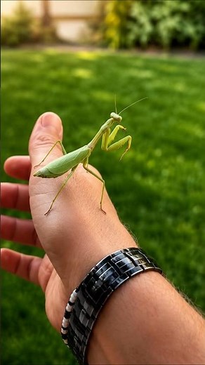 This animal eats its partner after the act 😱😱 #animals #curiosities