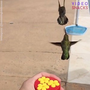 Was für wundervolle Tiere. 😊 | Video Snacks