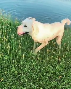 164K views · 10K reactions | Towels are overrated. | The Pioneer Woman - Ree Drummond | Facebook