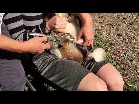 Wethering buck using burdizzo (castrating)