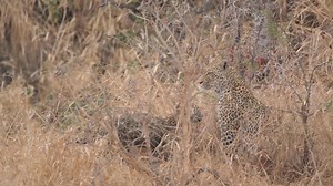Incredible Leopard Cub, Mother Leopard, and Hyena interaction. | Curt is Wild