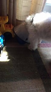1K views | Bichon Frise Rescue of NNJ on Reels | Facebook