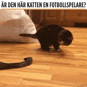 Fan vad han filmar 😂 Gilla Svenska klipp för fler klipp | Svenska klipp