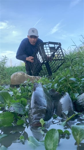 Amazing Big tilapia catching trapped on the rocks #gayyemerkingtv #fypシ゚viralシ #highlight #followers | Erking Tv