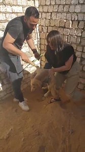 Stray Dog Support Inc. on Reels