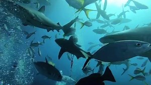 🦈💙🦈 Is it time for a lunch break? 🍽 | All Star Liveaboards