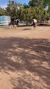 2.4K views · 146 reactions | Lucky  and Whiskey 弄 absolutely loving their life. Thanks to a kind adopter, this very bonded pair got to stay together! | Polo Pony Rescue | Facebook