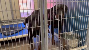 1.3K views · 48 reactions | These two pups, who obviously have puppies somewhere, because she still has milk in her tits, are in the shelter (Mcacc west) If you have puppies and are missing their parents, now you know where they are. Please go get them! They are currently on stray hold but will be going up for adoption very soon. | Rotten Rottie Rescue | Facebook