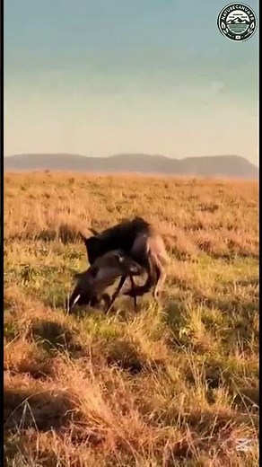 "Epic Wild Beast vs Hyena Fight | Intense Wildlife Battle in the Wild | YouTube Shorts"