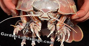 Inne: Rozpoznaj I Sprzedaj Woodlice - Mój Piękny Ogród | 2025