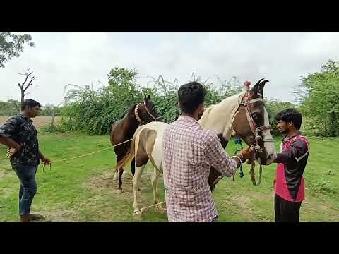 Two gay horses breeding with amazing meeting of 🐎 horse