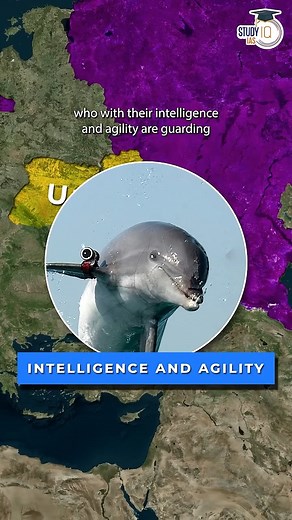 Russia using Dolphins to defend its port #russia #ukraine #dolphins #blacksea #blackseaport #russiaukrainewar #underwaterdrone #russiannavy #shorts #reels #viralvideos #crimea #UPSC #IAS #CSE #IPS | Study IQ