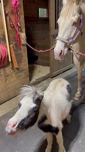 My friend and big brother Buddy and I enjoy horsing around in our barn 😜❤️🐴 #smalleststallion #blueeyedhorse #ponylife | Einstein the Smallest Stallion