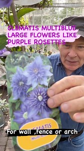 Clematis “Multiblue”flowers non stop for months first in late spring and early summer and again in late summer and early autumn. Flowers are large and double with layers of petals. Perfect for wall fence or arch. Planting time is from now. Available in webshop,https://pergolanurseries.ecwid.com ALL IRELAND DELIVERY 🚚 32 Counties WEBSHOP https://pergolanurseries.ecwid.com Pergola Nurseries Garden Corner, Virginia,Co Cavan A gardeners oasis of quality plants Open Tuesday to Saturday 10.30-6 Open 