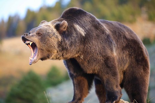 Move Over, Grizzlies: Meet the 2,500-Pound 'Mega-Bear' That Reigned Supreme