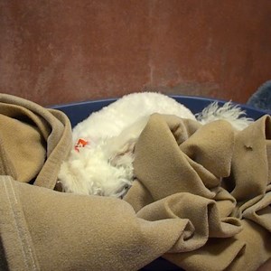 🚨Grab your favourite spot on the sofa and get comfy, this is your ten-minute warning until POGDOGS is back on our screens for an hour-long special! 🚨 | Battersea