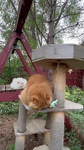 It’s hard to get yard work done with such cute kitties. | Pierre