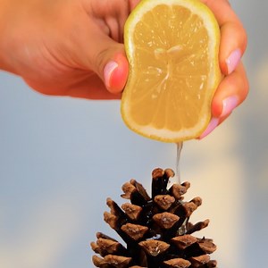 15K views · 88 reactions | Grandes ideas para cultivar plantas en casa | Ideas en 5 minutos | Facebook