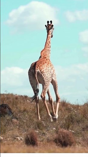 Amazing Animals Walking: Nature in Motion! 🐾🌿 #WildlifeJourney" #shotrs #trendingshorts #wildlife