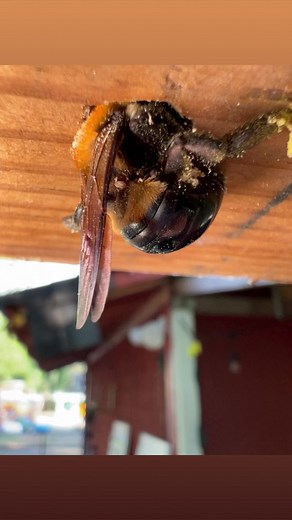 A little carpenter bee ASMR…. #bee #bees #carpenterbee #nature #natureisawesome #natureiscool | Life With Pigs