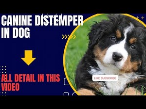 Canine distemper in Dogs|| Canine distemper symptoms and Treatment