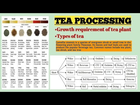 Tea. Types of tea, Tea processing. Detailed lecture. beverages. Net Food science and technology