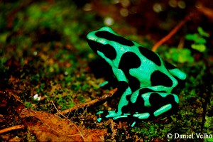 Green and black poison dart frog - Alchetron, the free social encyclopedia
