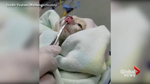 Video of giant bug pulled from kitten’s nose reveals common parasite in pets
