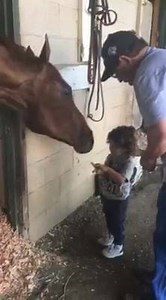 California Chrome on Reels