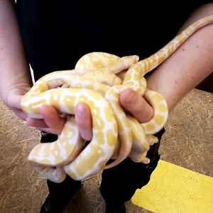 1K views · 24 reactions | Royals with The Yellows! #royals #royalpython #royalpythons #bananaroyal #albinoroyal #albinoroyalpython #bananaroyalpython #ballpython #ballpythonmorph #pythons #python #royalpythonsofinstagram #ballpythons | Urban Jungle MCR | Facebook