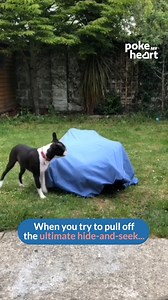 When you throw the ball... but also throw in a surprise! #surprise #doglife | Poke My Heart