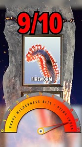 MASSIVE Fireworm Sting Ranked! #wildlife #bravewilderness #nature #fireworm | Brave Wilderness