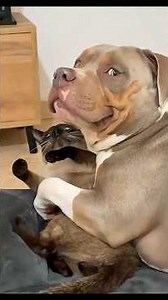 Cats vs Dogs: The Ultimate Chaos Showdown 😹🐶