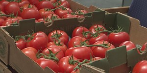 AppHarvest files for bankruptcy