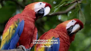 35 reactions | L'AMÉRIQUE LATINE GRANDEUR NATURE - LE PANTANAL ET LE CERRADO Partez à la découverte du Brésil, un territoire très varié où se mélangent les écosystèmes.  RDV ce soir à 20h45 sur #UshuaiaTV #nature #faune #Brésil #exploration | Ushuaïa TV | Facebook