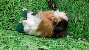 17K views · 4.6K reactions | Cavy Corner Advent Calendar 22 December IS... Daisy | Cavy Corner | Facebook
