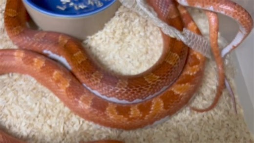 2.2K views · 14 reactions | This male couldn't resist the female after a fresh shed... breeding between two of our Pied Sided Corn Snakes ❤ #cornsnake #cornsnakes #pantherophisguttatus #piedsidedcornsnake #bloodredcornsnake #piedsidedbloodredcornsnake #snakebreeding #cornsnakebreeding #snake #snakes #reptile #reptiles #colubrid #colubrids #colubridae #colubridsnake | Exeter Exotics | Facebook