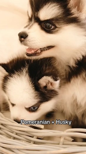 My mini Husky😍❤️🧸 #pomsky #mixbreed #minihusky #puppy #dog #doglover | Pet Nature