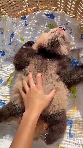 8.1K views · 883 reactions | Super ultra cute peluche 殺殺殺 #SpookySeason #petcare #petherapy #cuteanimals #fblifestyle #panda #fluffy #pandas #cute #naturephotography #nature #care #beautiful #love #dance #babypanda #babypandas #funnyanimals | Pandas, a Light In My Heart | Facebook