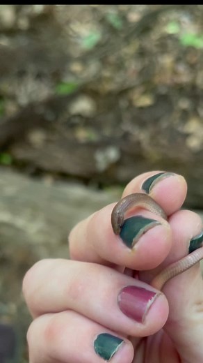 Eastern Worm Snake! #snake #snakes #cuteanimals #cuteanimal #tiny #tinyanimals #herp #herping #nature #babyanimals