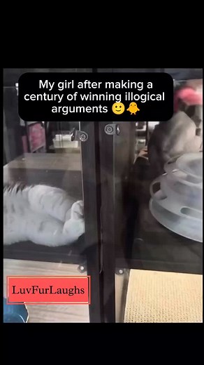 120K views · 1.6K reactions | Meri sahibaa 殺 . . #trendingreels #viralreels #love #girlfriend #bf #gf #cute #couple #gfbf #couplegoals # #couplefights #husband #wife #cute #lovers #lovefight #cat #cutecat #catmeme #animalmeme #animallover #lovereels #boyfriend #girls #girlfight #catfight #explore #explorepage #explorelove #fyp | Luvfurlaughs | Facebook