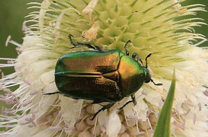 Do June Bugs Bite? - Wildlife Informer