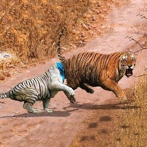 2 Lion fights 30 Hyenas 😲😲😲 | Lahfa