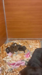 Urgent Dogs and Cats of Miami on Reels