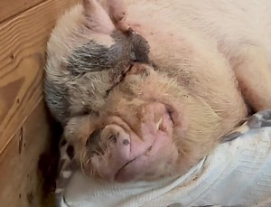 Hamilton snores. 💤💕💤 | Frog Song Farm Sanctuary