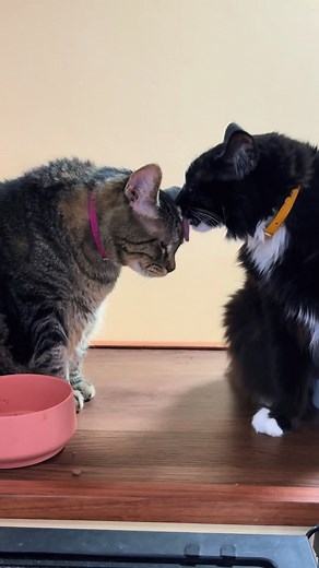 Penny gets excited when Lily gives her lovins! #talkingcat | Aymie Herman And Family