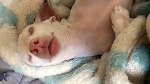 952K views · 22K reactions | Here’s one stage of the pink morning...