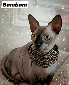 51 reactions · 4 comments | Bambam The Hairless Munchkin on Reels | Facebook