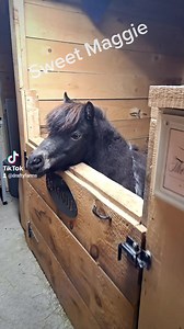 32K views · 655 reactions | Lilly's mini horse Maggie ♥️ | Drafty Farms | Facebook